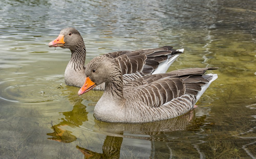 Фотография автора Илья Большаков