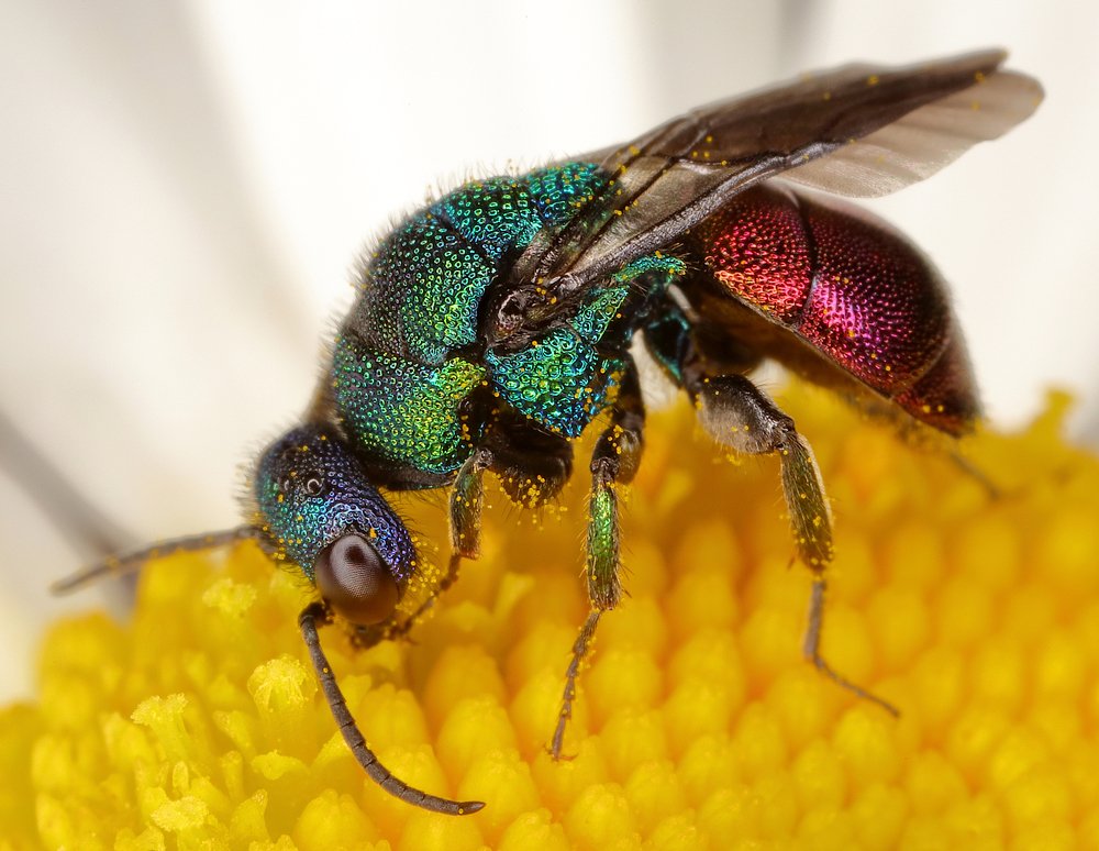 Крылатая радуга