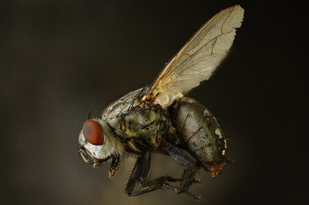 Photograph by Сергей Прокофьев