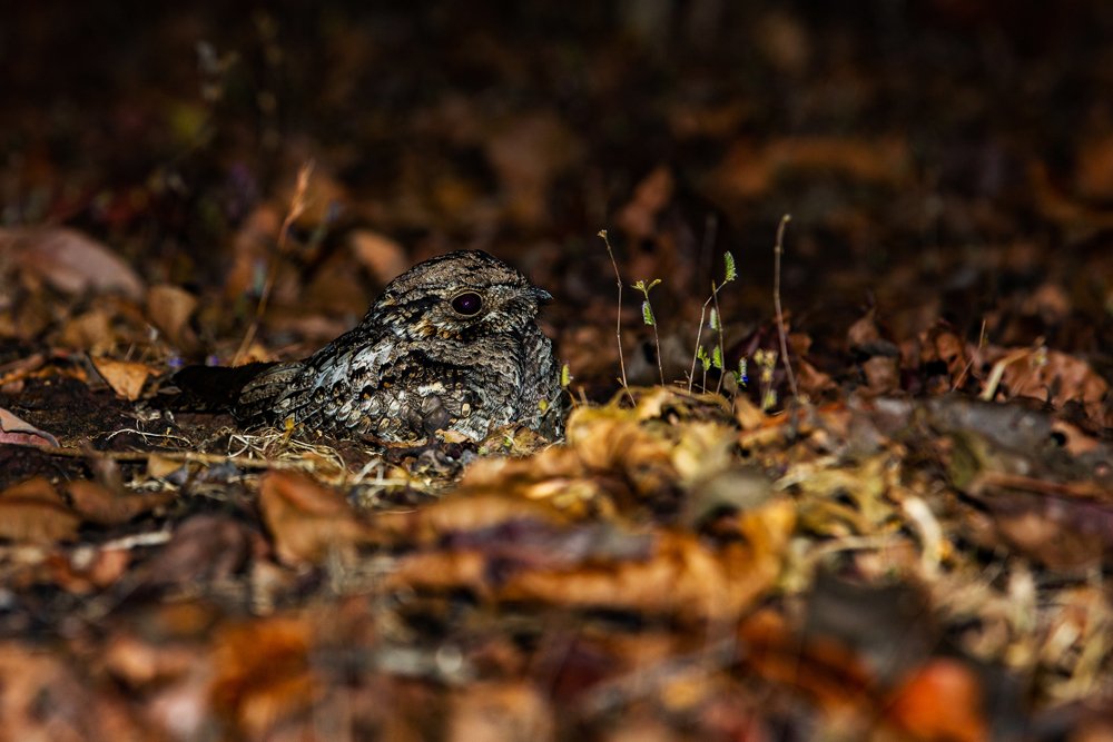 Common Indian Nightjar