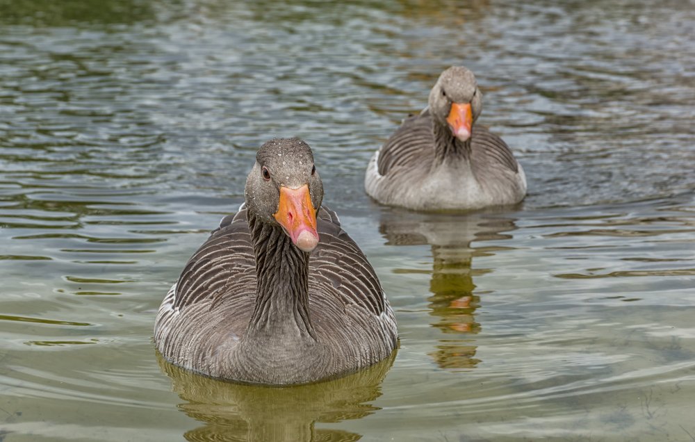 Фотография автора Илья Большаков