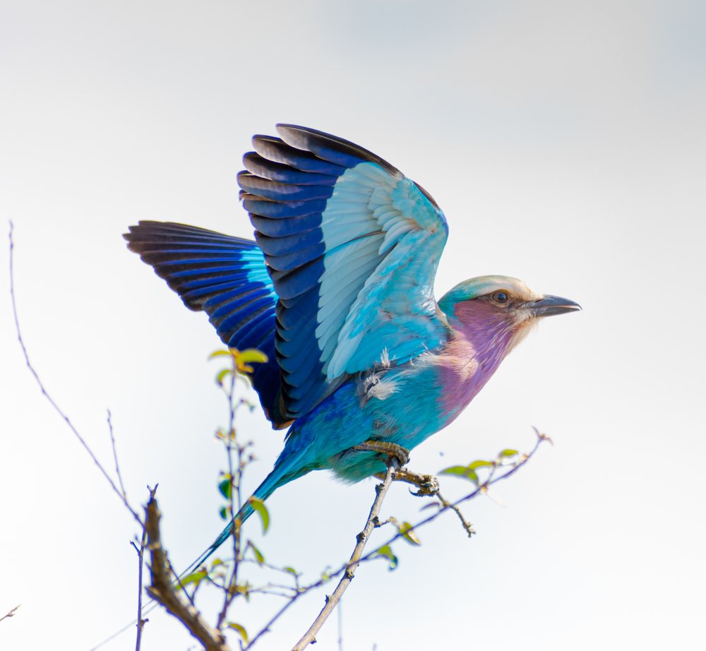 Lilac Breasted Roller