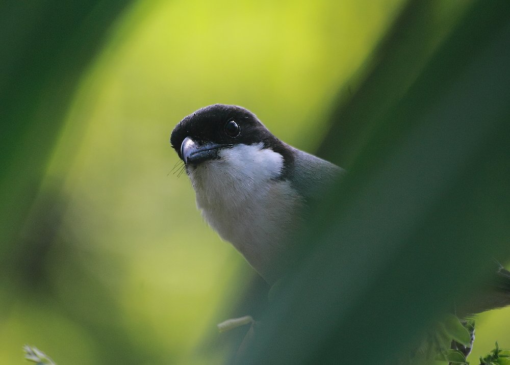 Фотография автора Deny Wahyudi