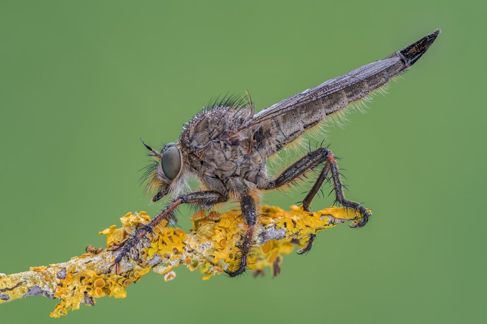 Photograph by Massimo Tamajo