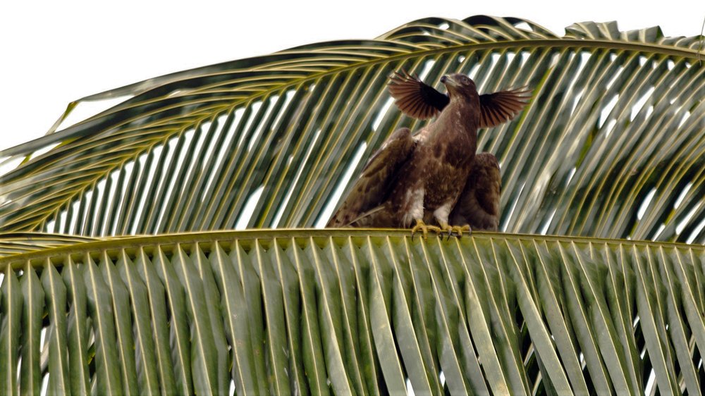 Photograph by NITHIN KUMAR KAVILPUTHANVEETTIL