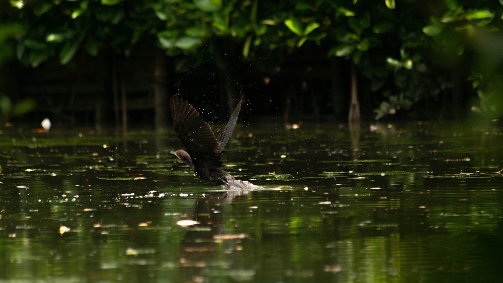 Photograph by NITHIN KUMAR KAVILPUTHANVEETTIL