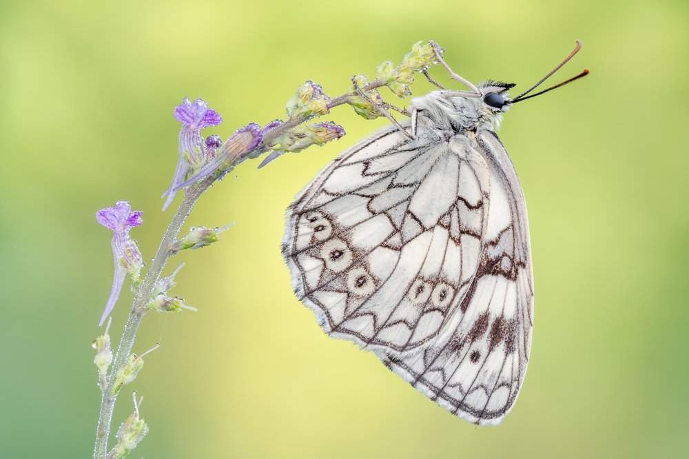 Melanargia