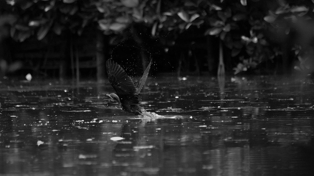 Photograph by NITHIN KUMAR KAVILPUTHANVEETTIL