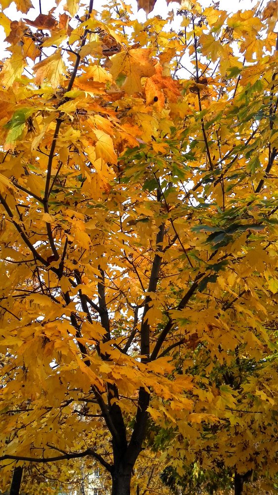 Золотая осень