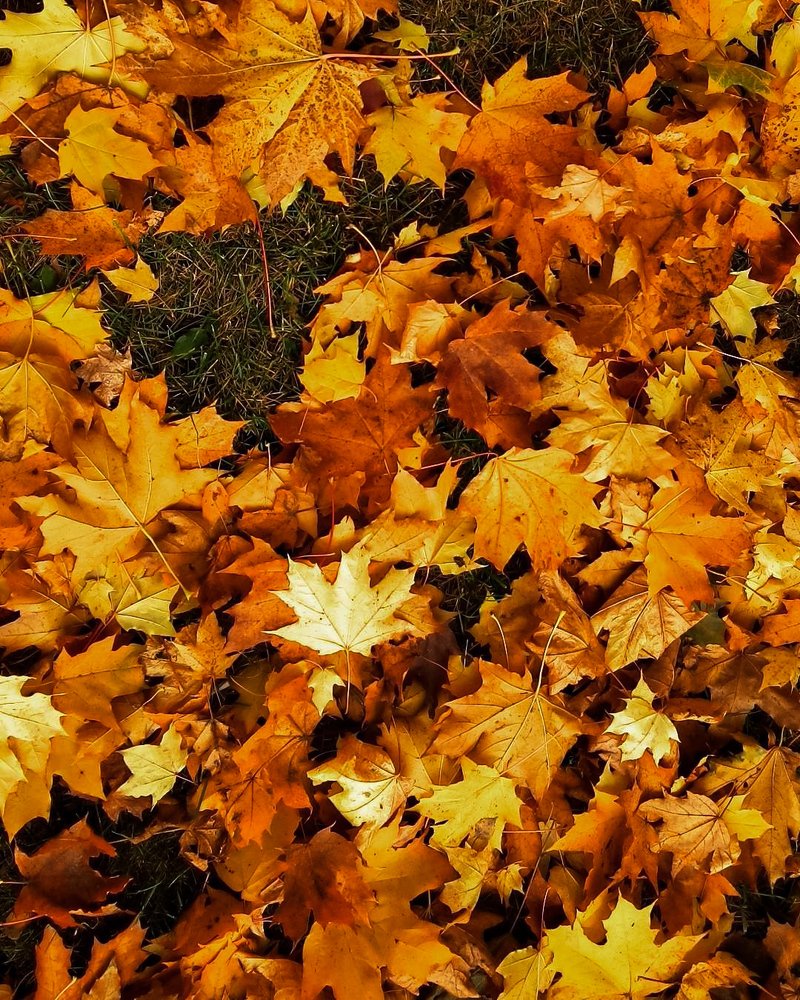 Золотая осень