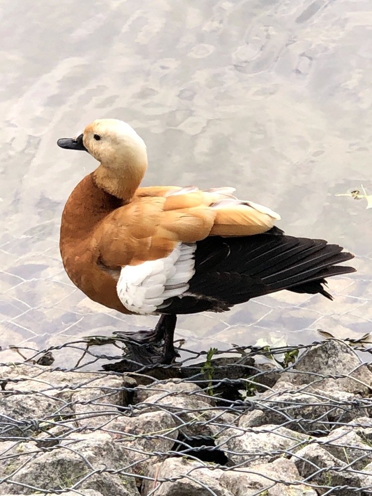 Photograph by Елена Эделева