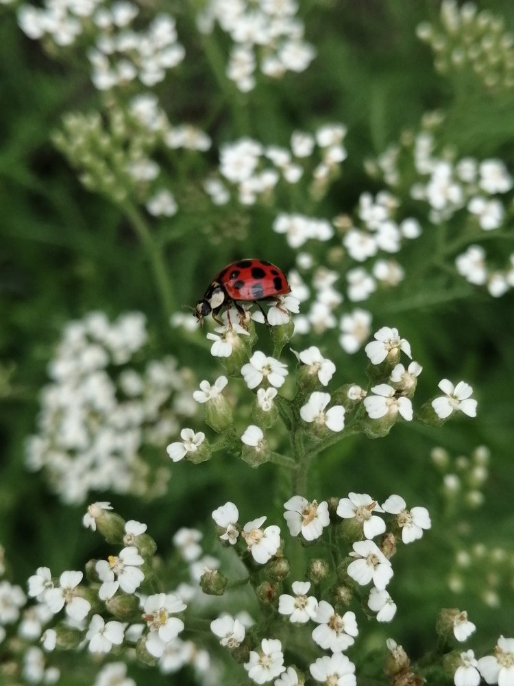 Photograph by Анжелика Короткова