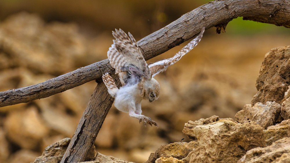Photograph by Manjri Saxena
