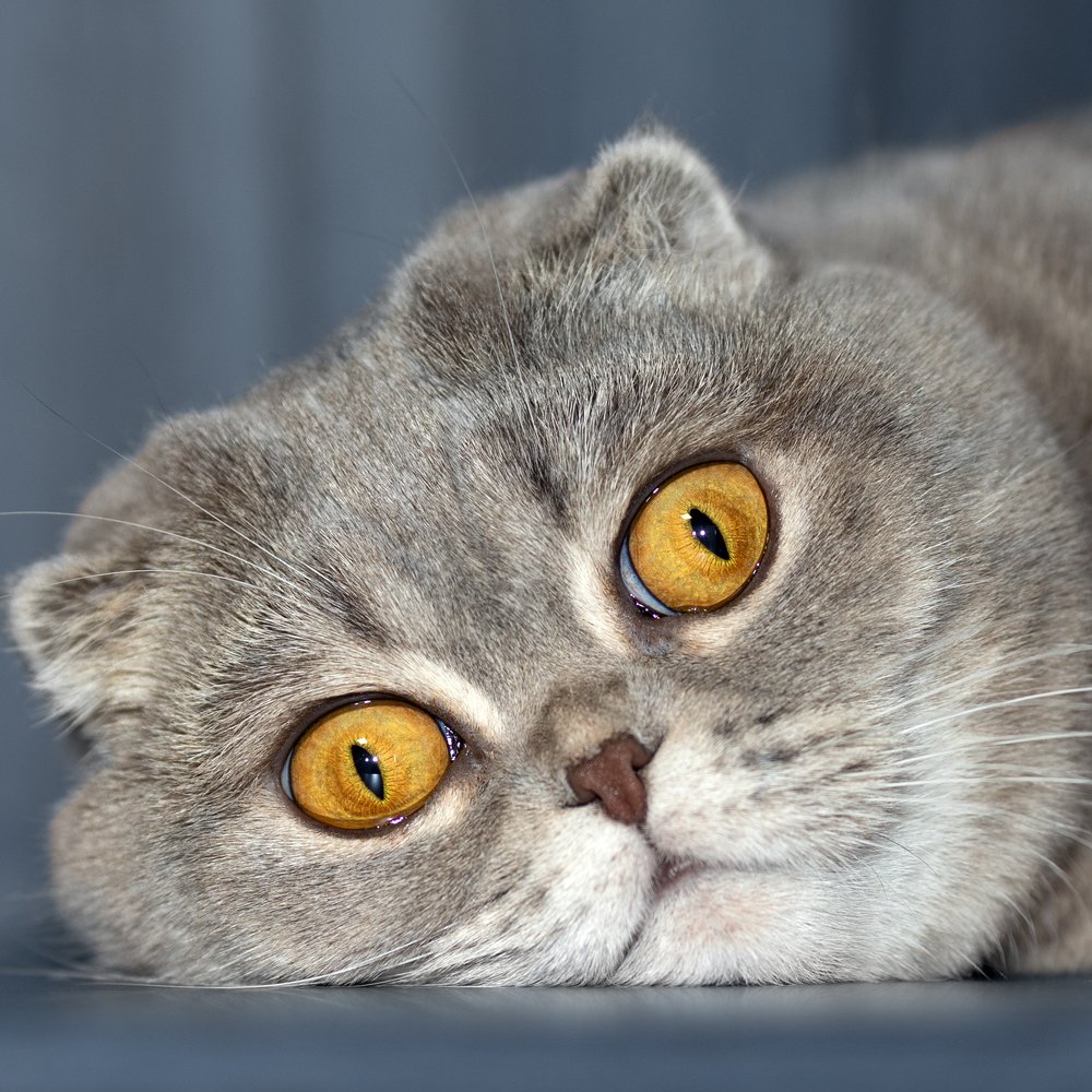 Photograph by Коломеец Екатерина