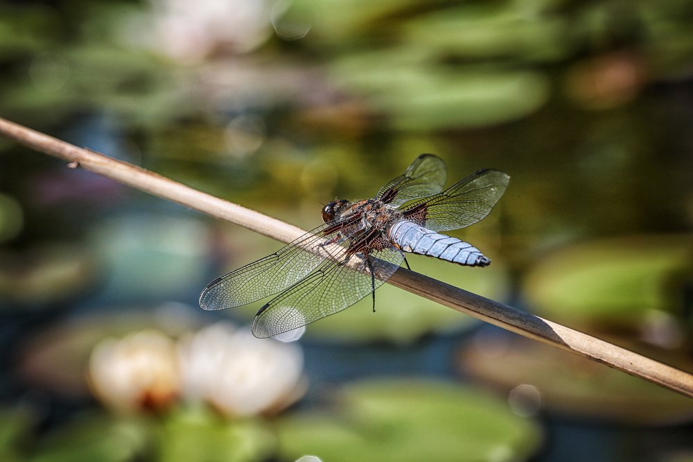 Photograph by Татьяна Александрова