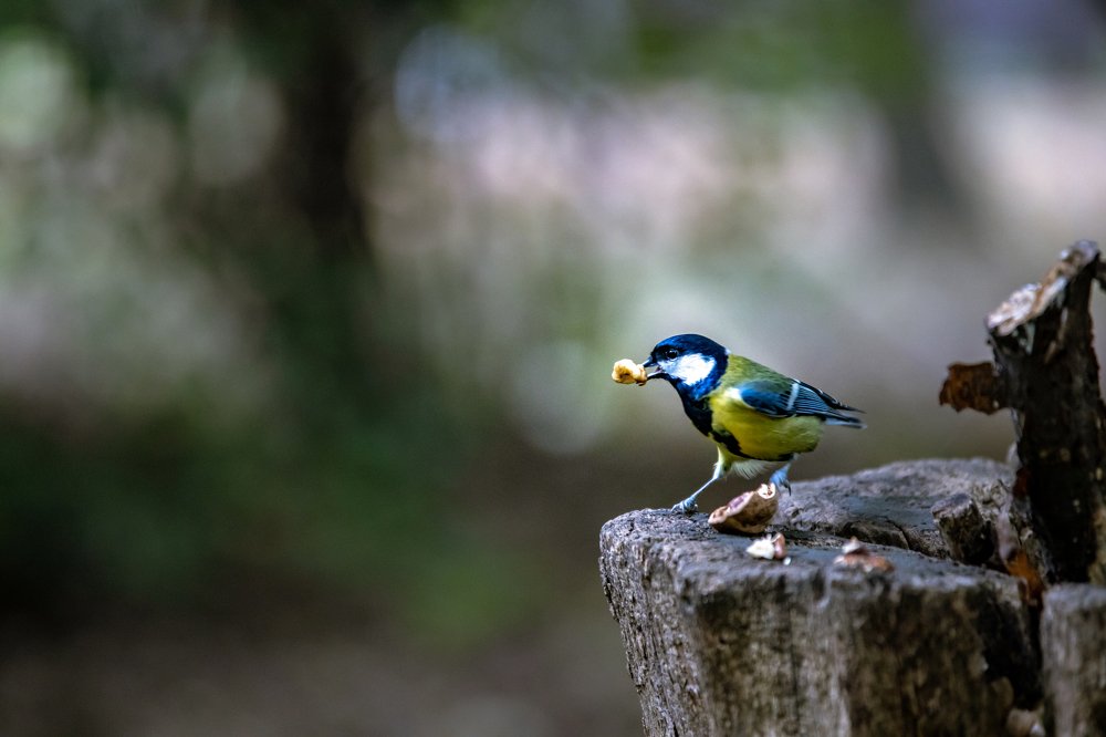 Photograph by Володимир Сорін