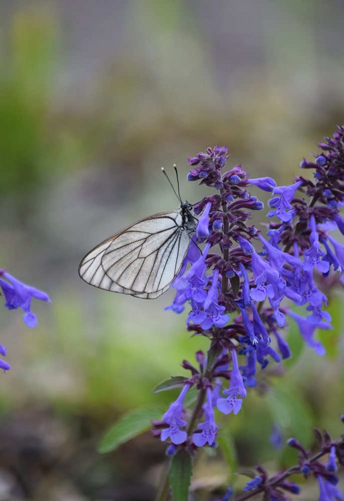 Photograph by Наталья Ченчикова