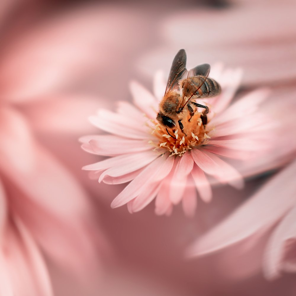 Photograph by Кристина Полунина