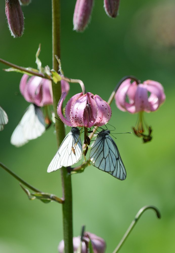 Photograph by Наталья Ченчикова
