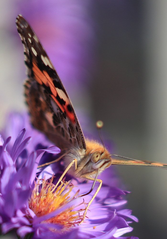 Photograph by Рыбак Лариса