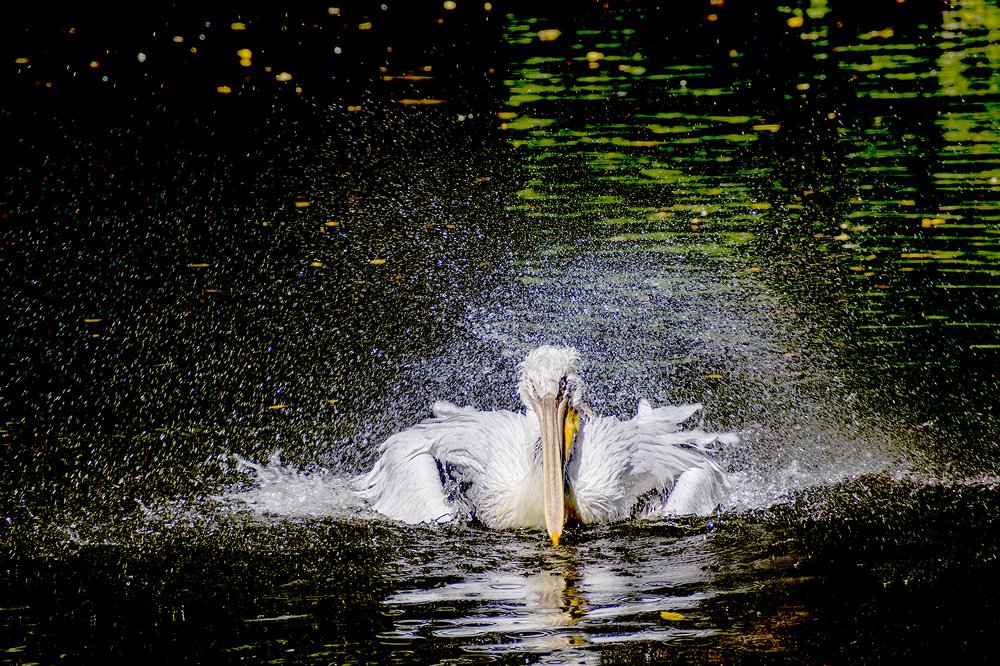 Photograph by Владимир Бутов