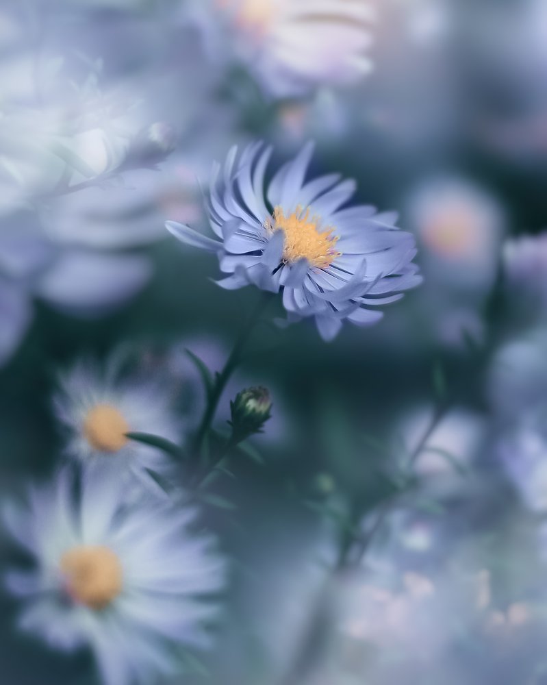 Photograph by Кристина Полунина