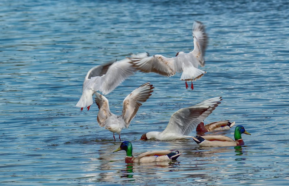 Photograph by Алексей Булгаков