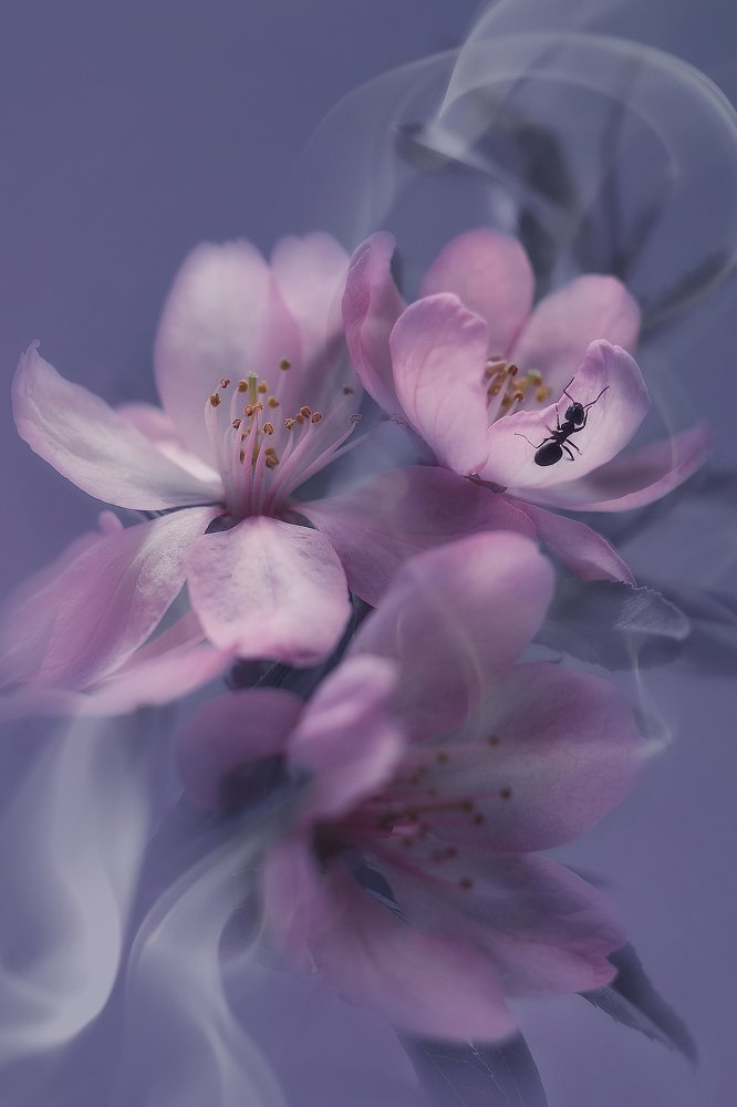 Photograph by Воинкова Ирина