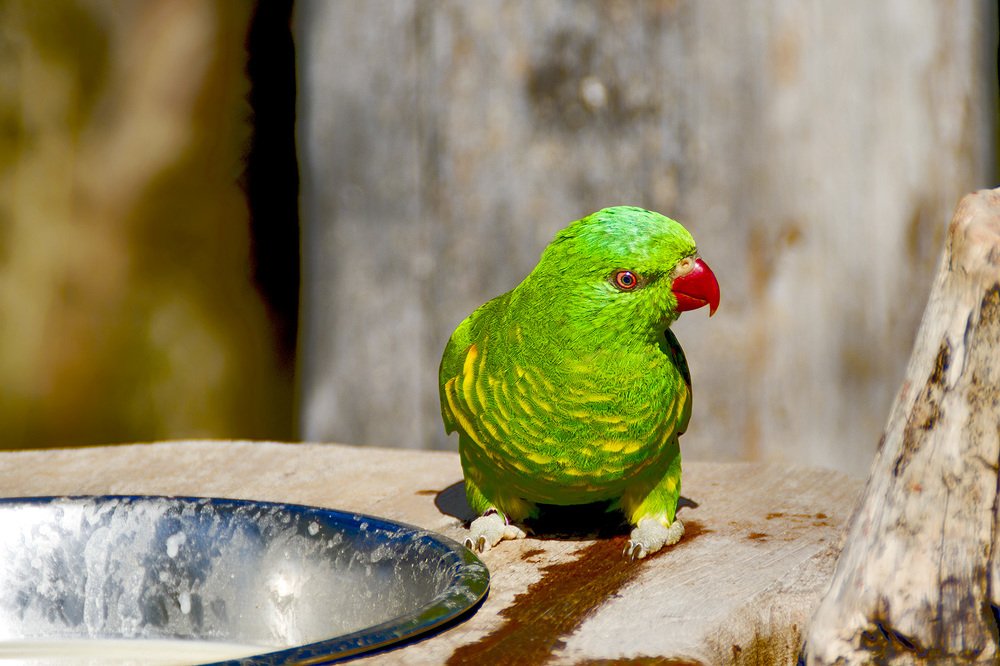 Photograph by Владимир Бутов