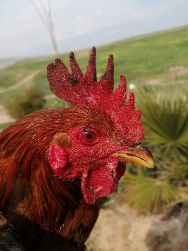 Фотография автора Bahaaddin Saber