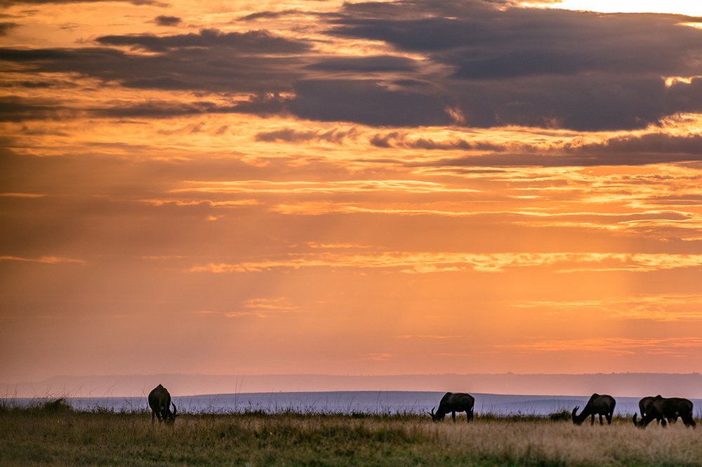 Sundowner Antelopes Grazing