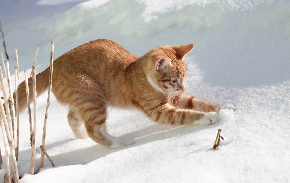 Photograph by Галина Щипакина