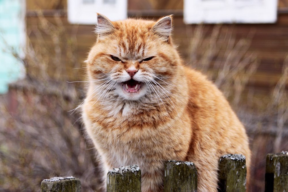 Photograph by Галина Щипакина