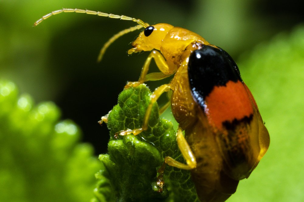 Photograph by Antony Trivet