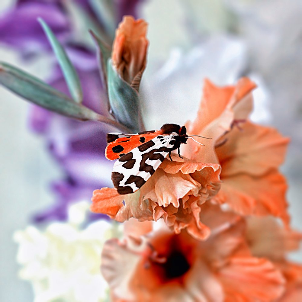 Photograph by Надежда Тарасенко