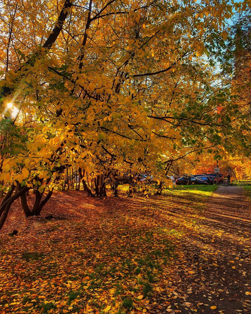 Золотая очень Заполярья