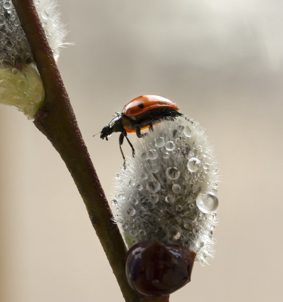 Photograph by Таня Короткова