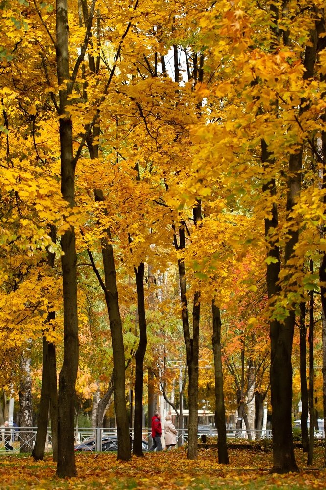 Осеннее золото