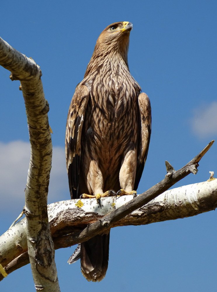 Орёл-могильник.