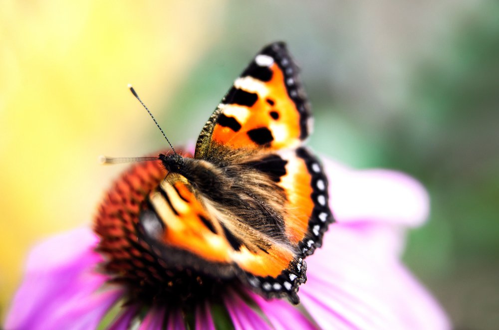 Photograph by Юлия Яровая