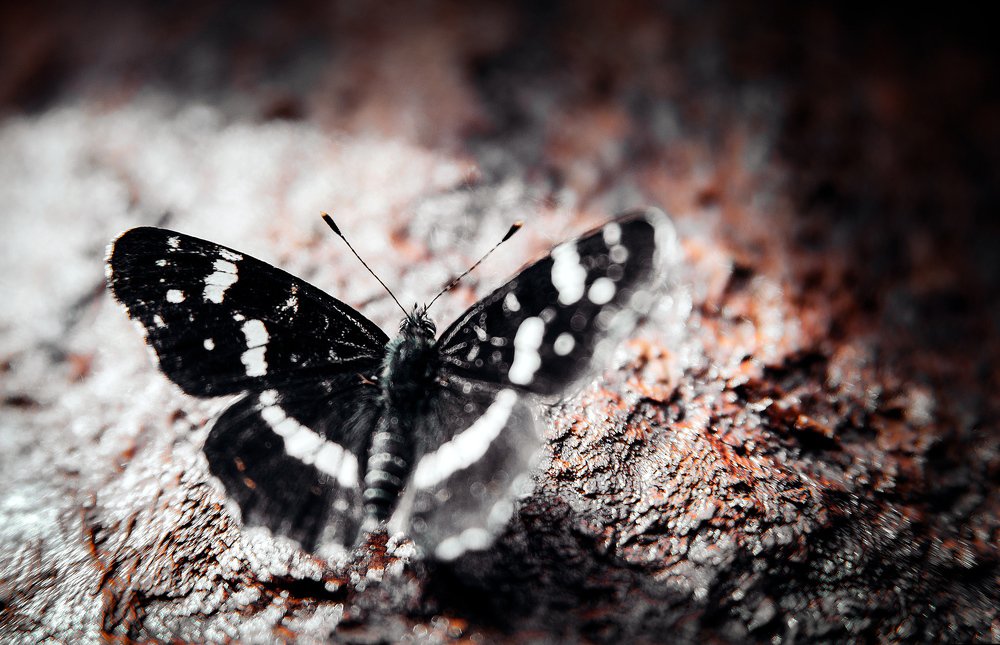 Photograph by Юлия Яровая