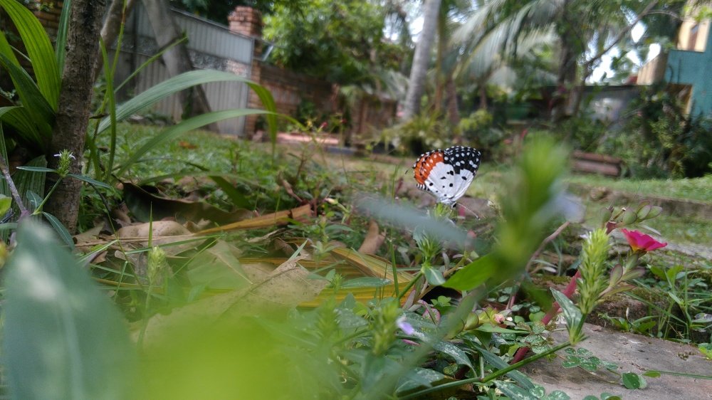 Photograph by Pramod Silva