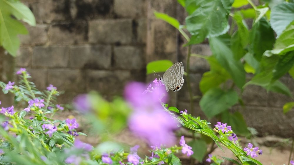 Photograph by Pramod Silva