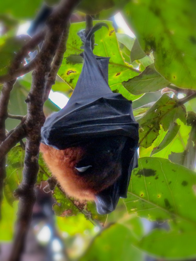 Photograph by Susmita Paul