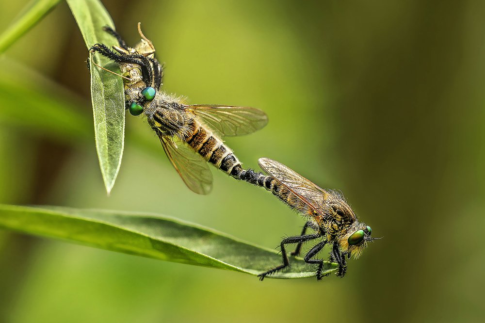 Photograph by Partha Chakraborty