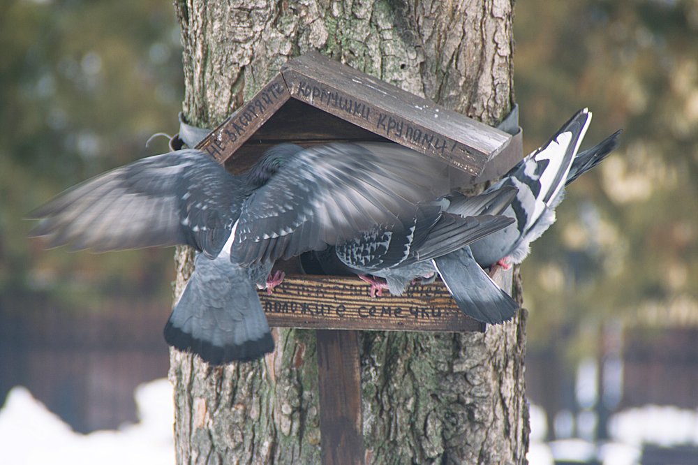 Photograph by Ольга Алексейчик