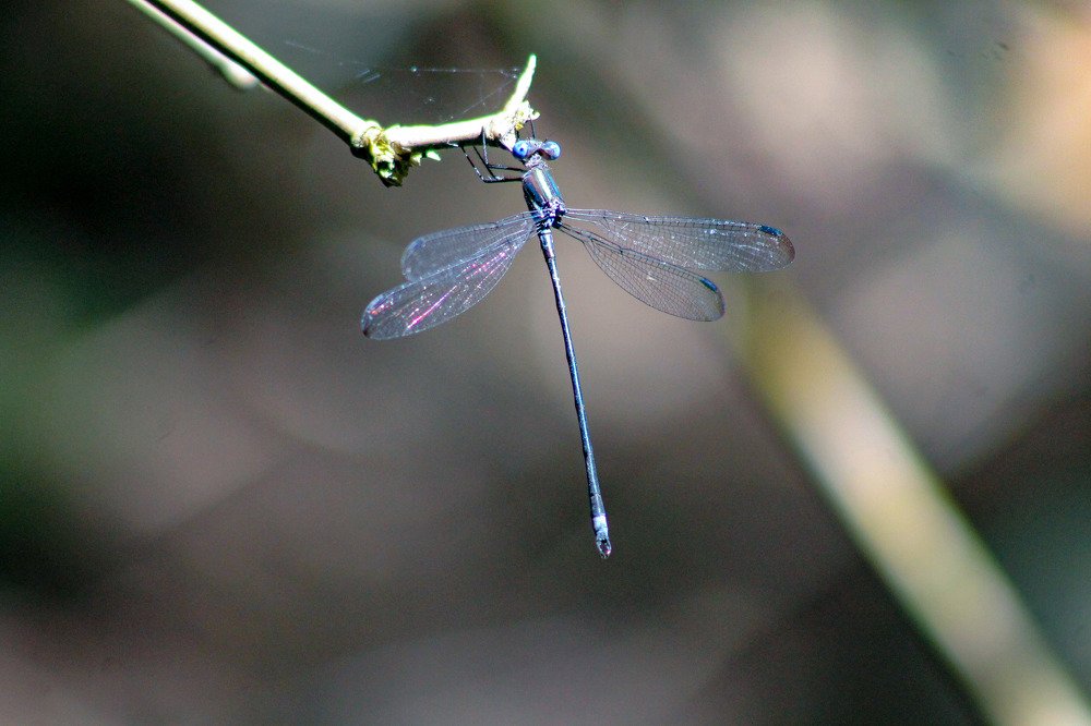 Photograph by Jesus Santamaría