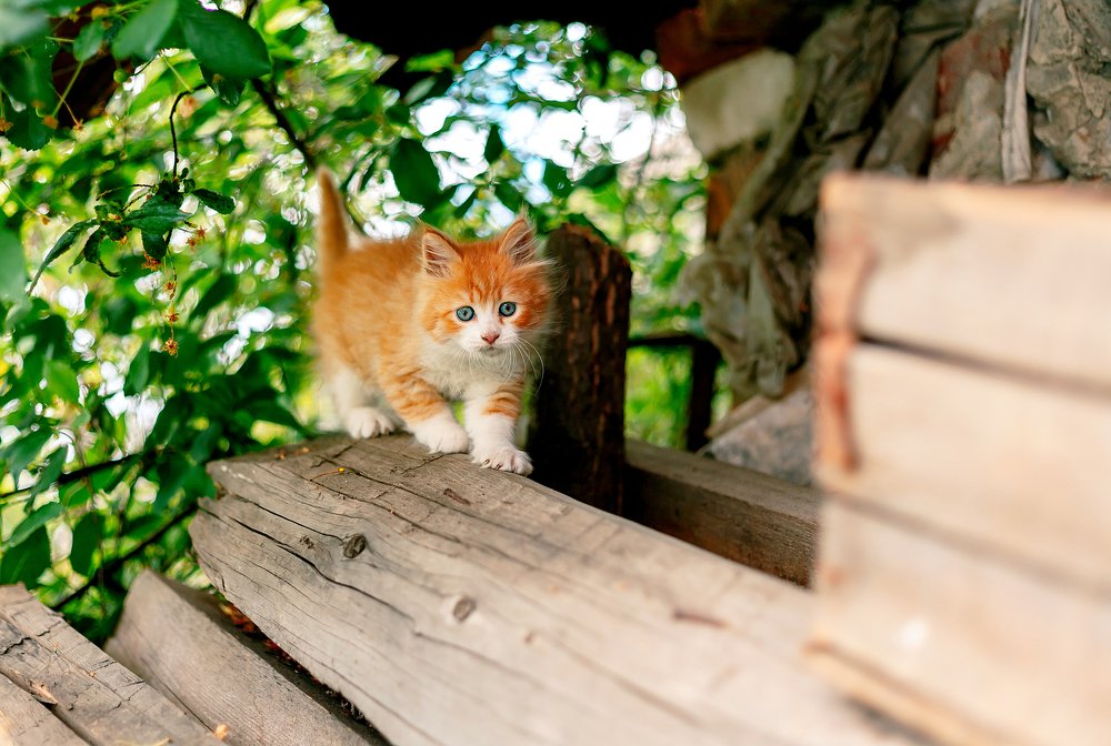 Photograph by Александр Плисик