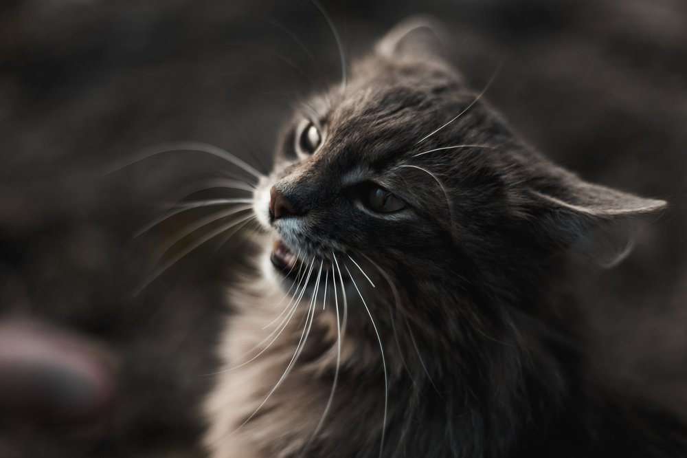 Photograph by Александр Плисик