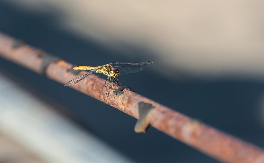 Dragonfly plumber